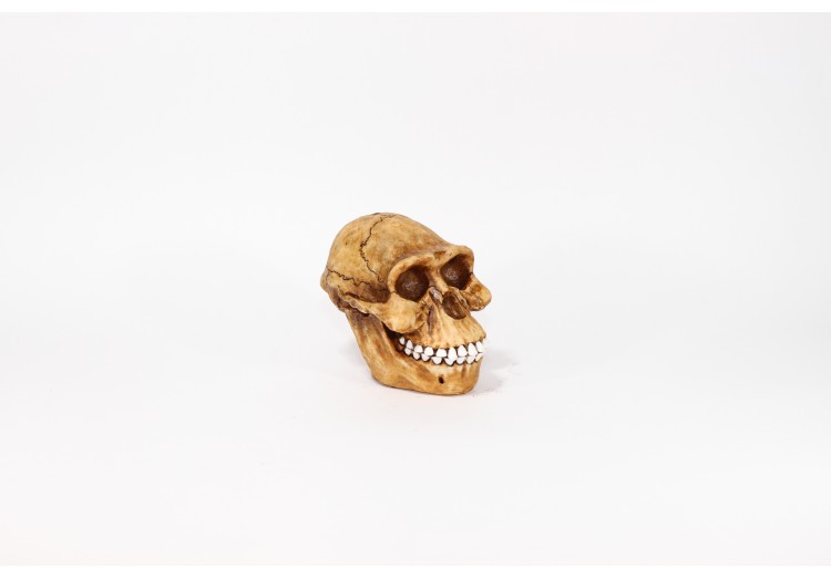 Puşculiţă craniu